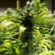 Marijuana Next Target Of GOP Bids To Overturn Elections