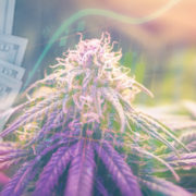 Marijuana Stocks With Potential Gains In 2021