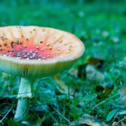 North America Psychedelic Drugs Market Could Exceed $6.8 Billion By 2027