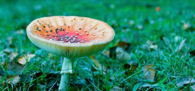 North America Psychedelic Drugs Market Could Exceed $6.8 Billion By 2027