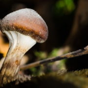 Port Townsend woman seeks decriminalization of ‘magic’ mushrooms