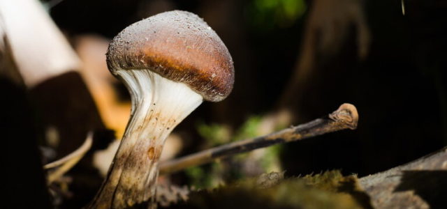 Port Townsend woman seeks decriminalization of ‘magic’ mushrooms