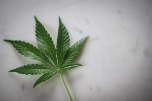Pot Stocks: New Victory on the Road to New York Marijuana Legalization