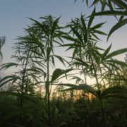 Private investment in Puerto Rico needed for hemp industry to thrive, official says