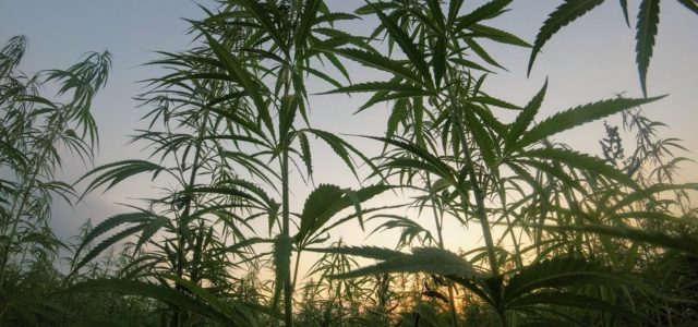 Private investment in Puerto Rico needed for hemp industry to thrive, official says