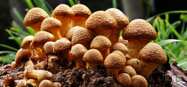 Psychedelic Schools for ‘Shamans’ Are Popping Up Like Mushrooms