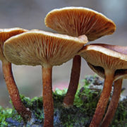 Researchers believe ‘magic’ mushrooms have the potential to curb obesity