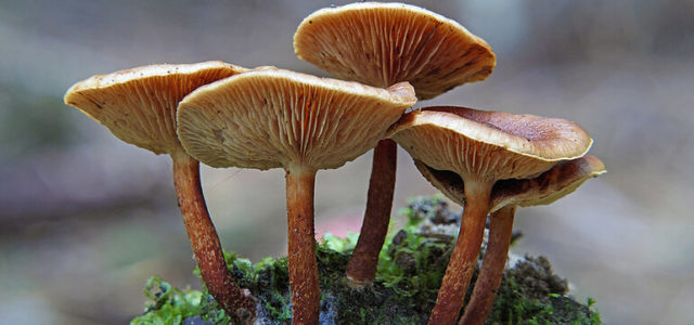 Researchers believe ‘magic’ mushrooms have the potential to curb obesity