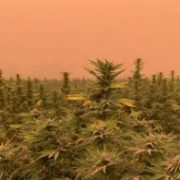 Study suggests West Coast hemp growers escaped smoke damage from wildfires