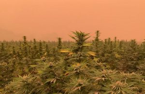 Study suggests West Coast hemp growers escaped smoke damage from wildfires