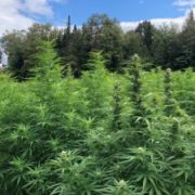 USDA gives hemp farmers breathing room on THC, testing, but retains DEA requirement