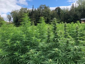 USDA gives hemp farmers breathing room on THC, testing, but retains DEA requirement