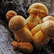 Will psychedelic mushroom vacations come to the U. S.?