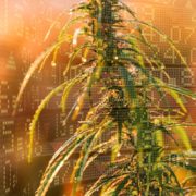 Will These Marijuana Stocks Push Higher In The Market