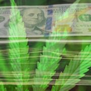 3 Top Marijuana Stocks To Watch This Year