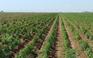 8 things to consider when selecting seed-propagated hemp genetics for field planting