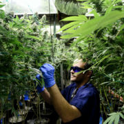 A Colorado Democrat wants to cap THC levels in marijuana products at 15%