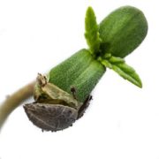 Autoflower hemp will rule emerging CBD global powerhouse regions of Southeast Asia and Latin America