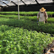 California labor board shuts down hemp seed company for workforce pay, insurance violations