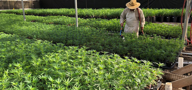 California labor board shuts down hemp seed company for workforce pay, insurance violations