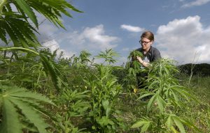 Despite pandemic, Midwest hemp producers build regional database to spot best cultivation practices