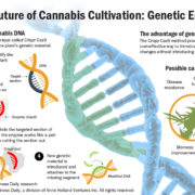 Genetic editing offers hemp and marijuana companies a way to improve plant strains