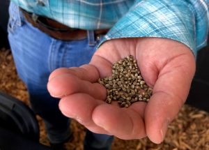 , Know before you grow: How to access certified hemp varieties