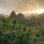 Legendary California marijuana-growing region Humboldt permanently bans hemp cultivation
