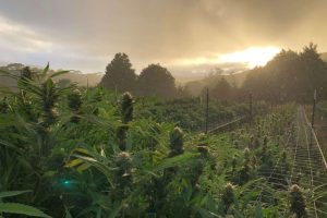 Legendary California marijuana-growing region Humboldt permanently bans hemp cultivation