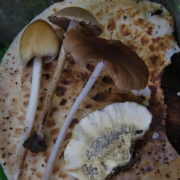 Magic Mushrooms Are Reportedly Helping Some People Cope Amid Coronavirus Pandemic