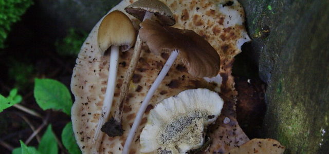 Magic Mushrooms Are Reportedly Helping Some People Cope Amid Coronavirus Pandemic