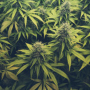 Marijuana M&A boom awaits, in California and beyond