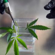 Study: Most high-CBD hemp plants are 90% marijuana, genetically