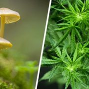 The Road To Psychedelics Legalization, Part 1: Psychedelics vs. Cannabis