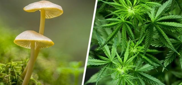 The Road To Psychedelics Legalization, Part 1: Psychedelics vs. Cannabis