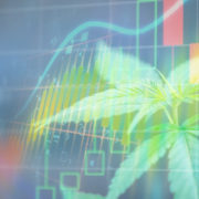 These Marijuana Stocks May Be The Winners You Have Been Looking For