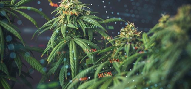 Top Marijuana Stocks To Watch For Gains In February 2021