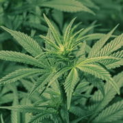 West Virginia House GOP Leader Polls Colleagues On Marijuana Legalization As Revenue Booster