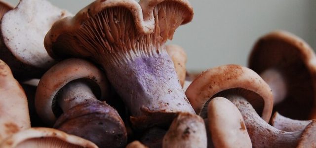 Why Is Everyone So Obsessed With Mushrooms Right Now?