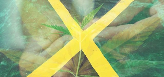 Will Jamaica Be Able To Recover From Its Current Cannabis Shortage?