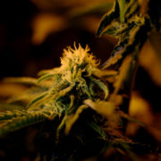 Colorado hits $10 billion in marijuana sold since legalization