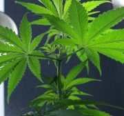 Cronos Group Inc: Don’t Ignore This Fast-Growing Pot Stock