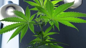 Cronos Group Inc: Don’t Ignore This Fast-Growing Pot Stock