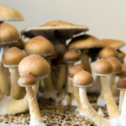 D.C. Psychedelics Decriminalization Initiative Officially Takes Effect