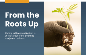 From the Roots Up: A Guide for Hemp Cultivators