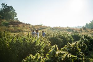 USDA hemp final rules, Hemp farmers brace for changes as USDA’s final rules take effect