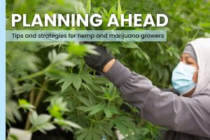 How to prepare outdoor hemp and marijuana fields for growing season