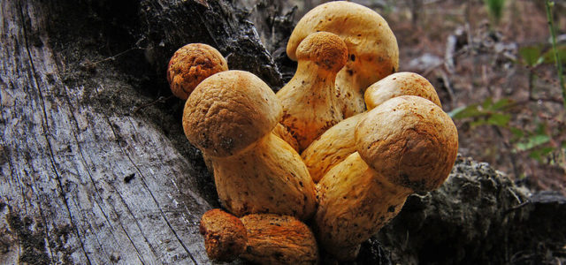 New York Lawmaker Files Bill To Decriminalize Psilocybin Mushrooms