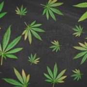 Pot Stocks Drop, but Is Now the Time to Buy or Sell?