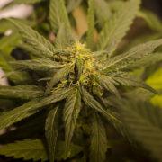 Rhode Island Lawmakers Hear Bill To Decriminalize All Drugs As Marijuana Legalization Measures Move Forward